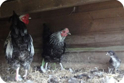 Silver Sussex Bantams