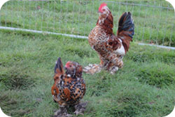 Pair of Mille Fleur Barbu D'uccles