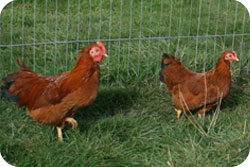 New Hampshire Red Bantams