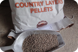 Chicken Pellets