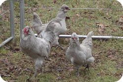 Araucana Trio