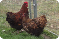 Gold Laced Orpingtons