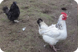 Light Sussex x Silkie