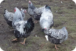 Silver Laced Wyandotte