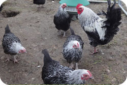 Silver Sussex Bantam pair