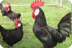 Minorca Bantam Hens