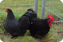 Trio Black Pekin Bantams