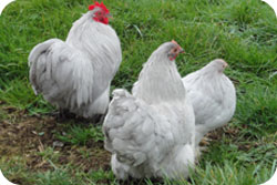 Lavender Pekin Bantams