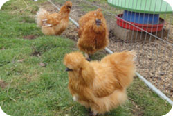 Ginger Silkie Bantams